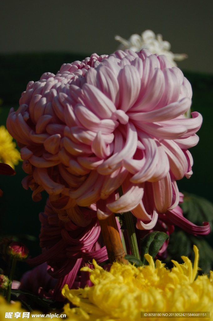 富贵菊