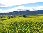 油菜花