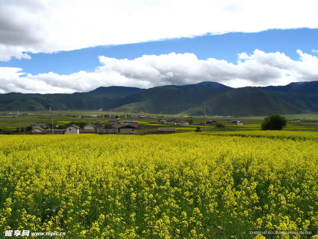 油菜花