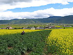 油菜花