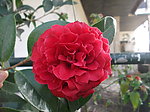 牡丹花