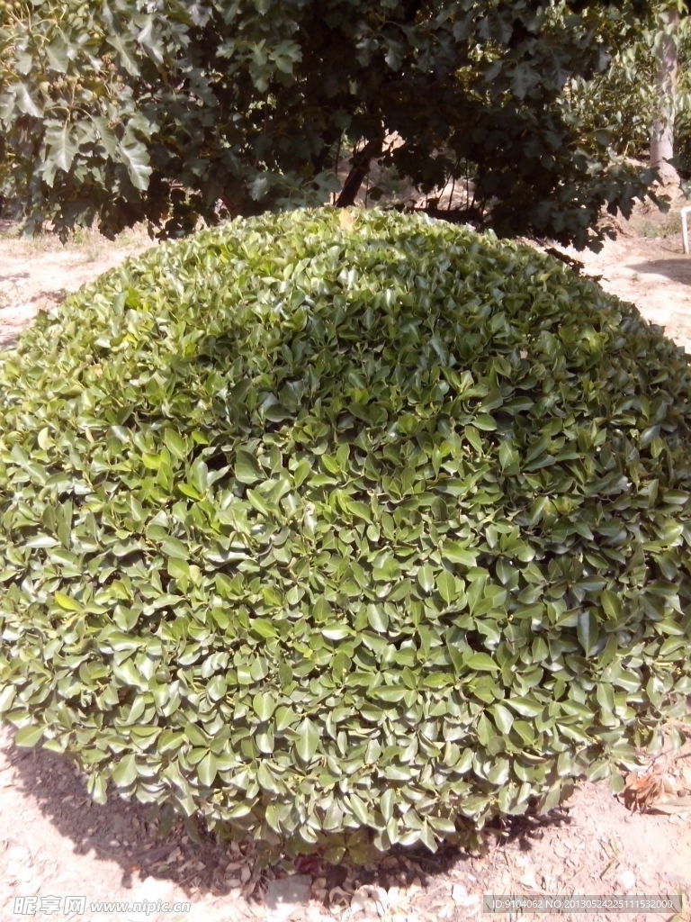 绿色植物