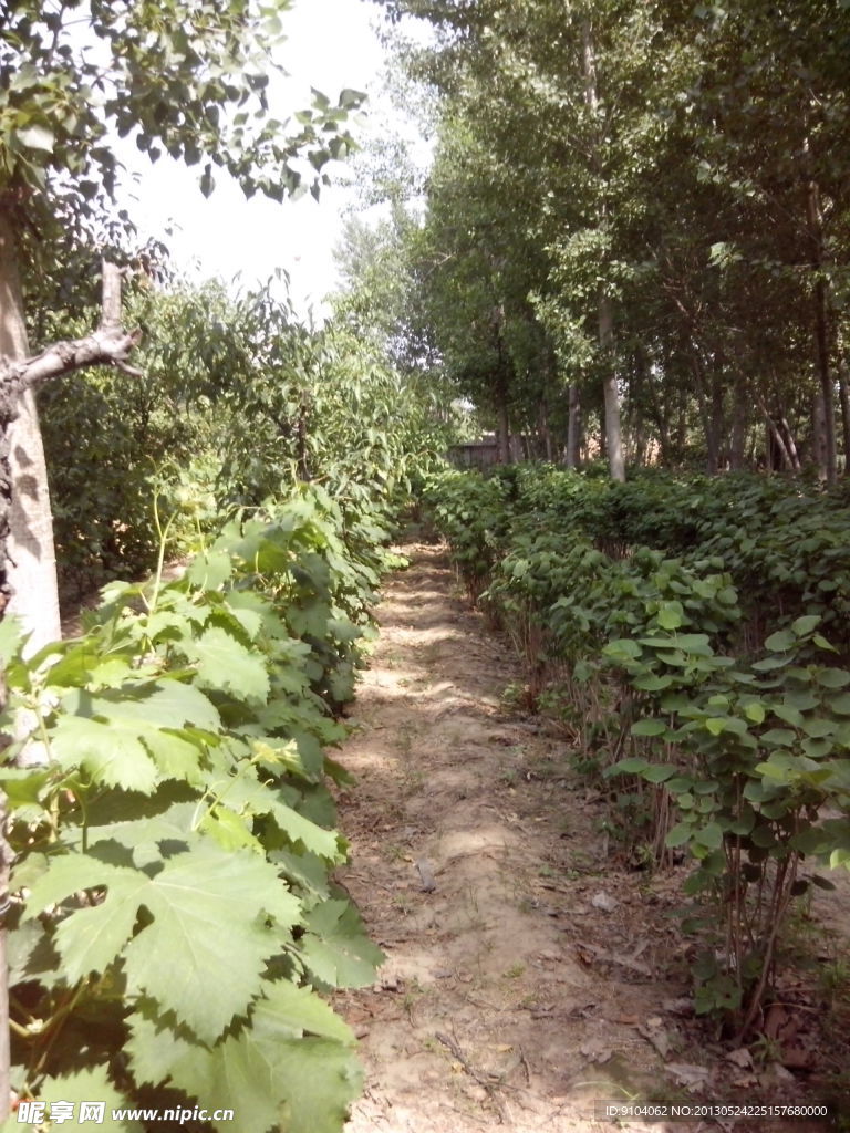 葡萄藤