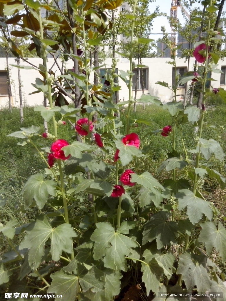 绿色植物