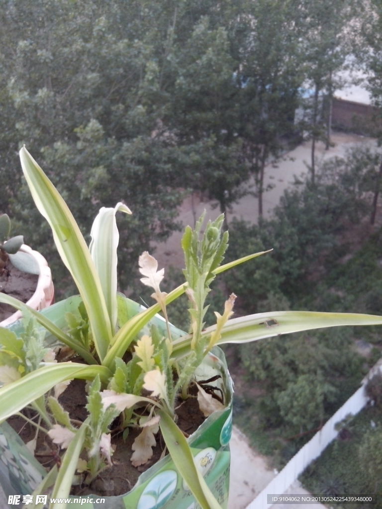 绿色植物吊兰