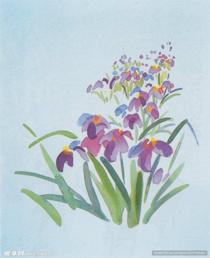 插画 花卉