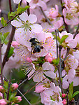 校园榆叶梅花