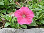 牵牛花
