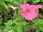 牵牛花