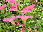 牵牛花