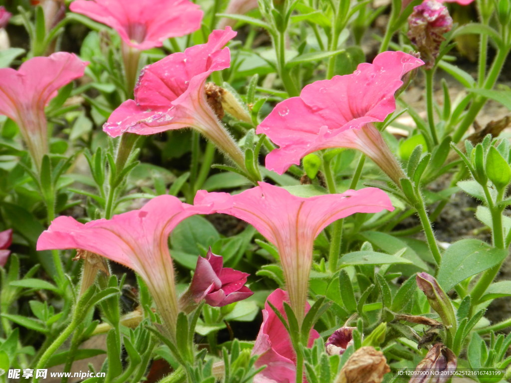 牵牛花