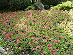 牵牛花