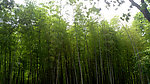 竹林