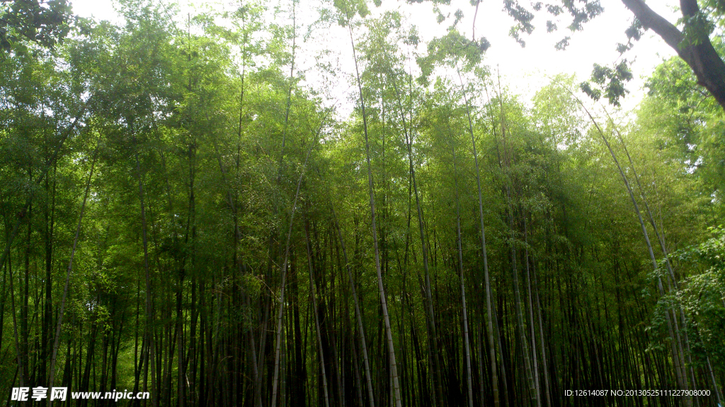 竹林