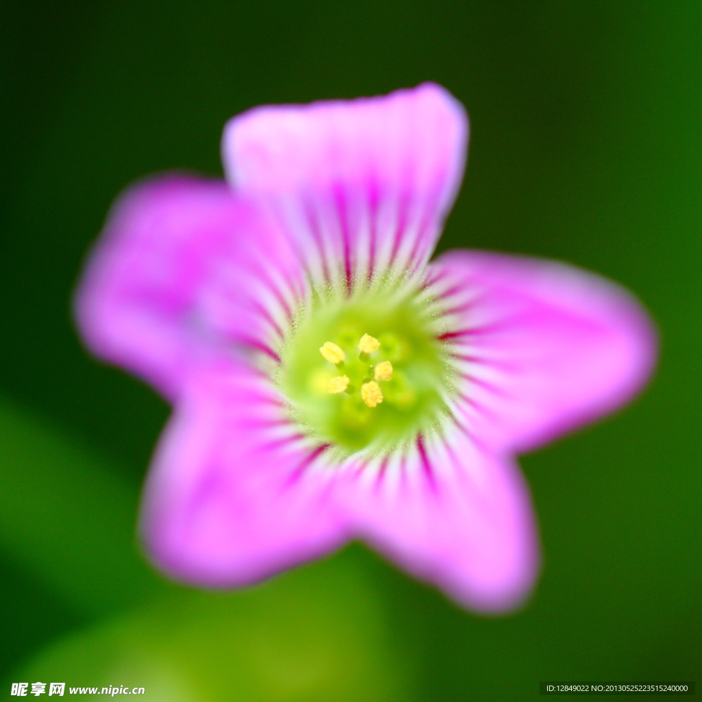 粉色花卉