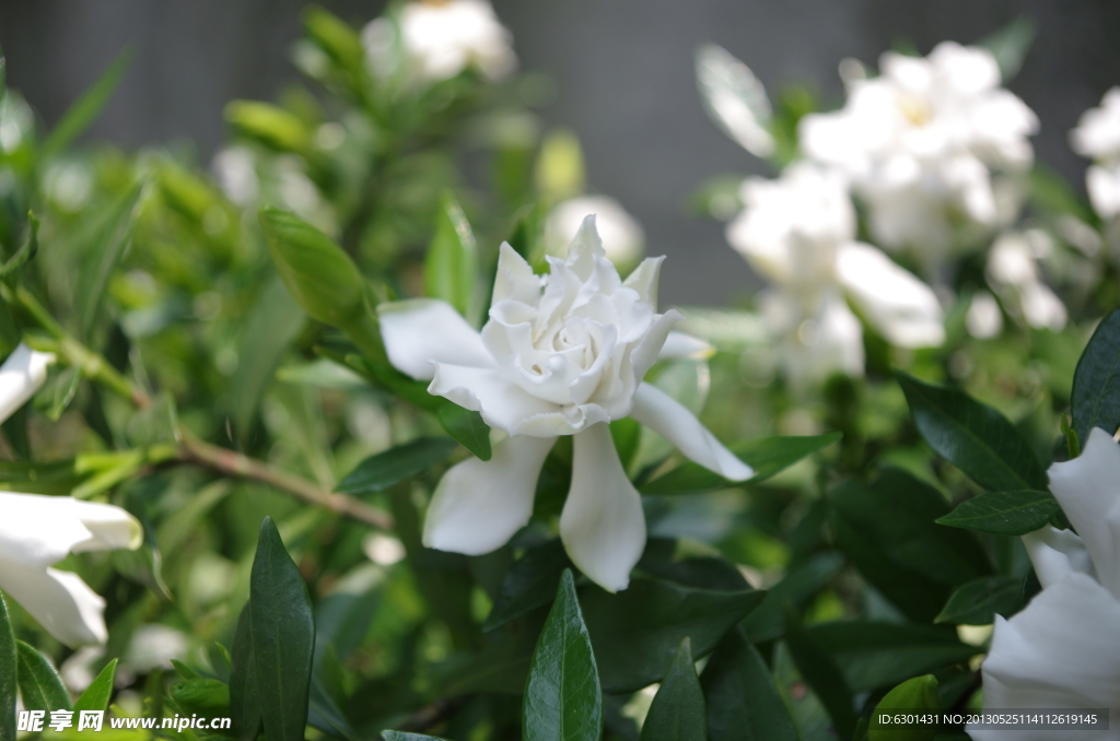 茉莉花开