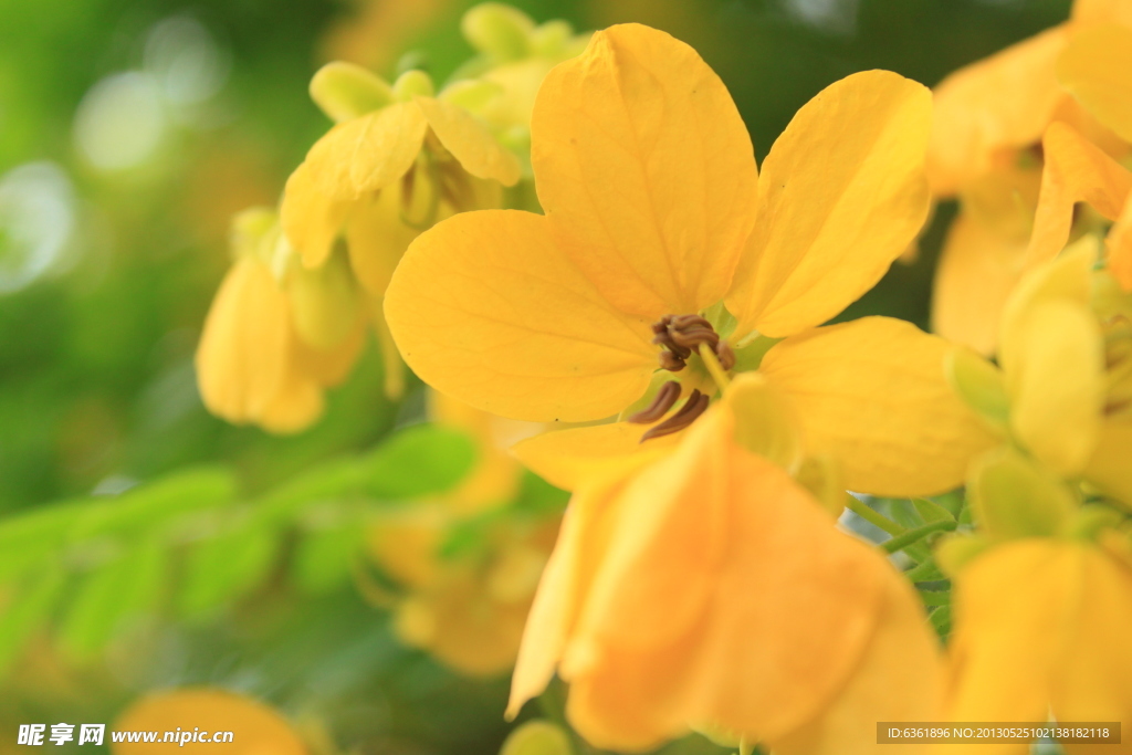 小黄花