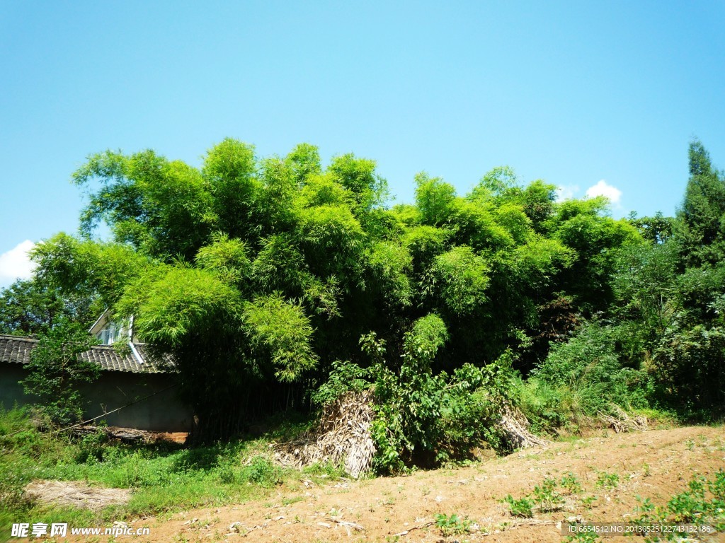四川农村郊外的竹林