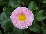 雏菊