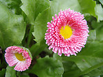 雏菊