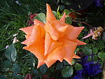 月季花