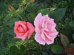 月季花