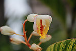 花卉
