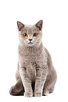 猫咪