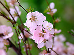 校园榆叶梅花
