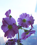 逆光四季花