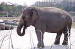 大象