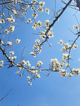 玉兰花