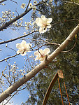 玉兰花