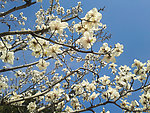 玉兰花