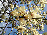 玉兰花