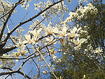 玉兰花