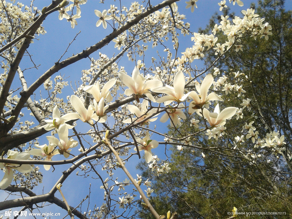 玉兰花
