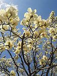 玉兰花