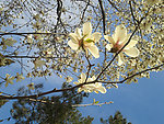 玉兰花
