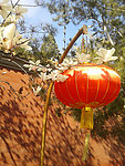 玉兰花