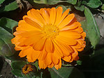 小金菊