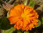 小金菊