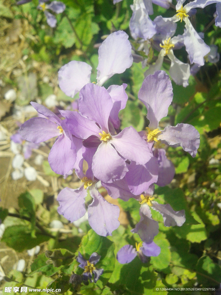 紫色的花