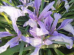 马莲花开
