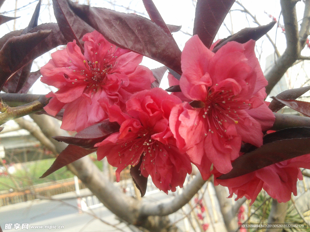 红色的花