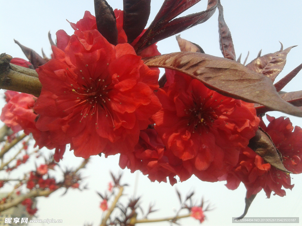 红色的花
