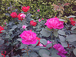 月季花