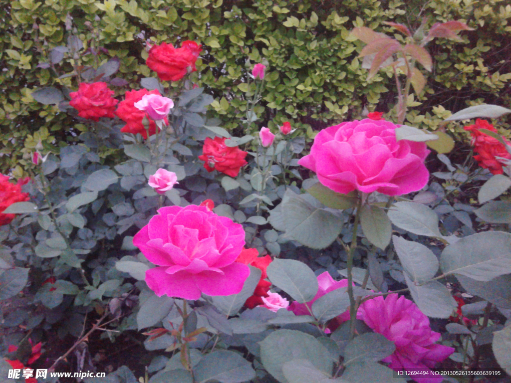 月季花