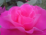 月季花