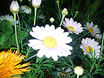 雏菊